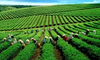 Vietnamese strengthens tea exports to USA