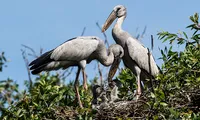Snail storks in danger