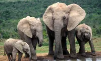 Elephant population found in Quang Nam