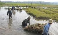 Climate change impacts food security