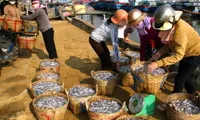 Fishermen enjoy good anchovy catch