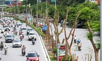 Hanoi sets target of planting 1 million trees