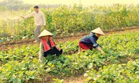 Organic farming in Hoa Binh province