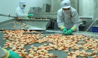 EU becomes largest importer of Vietnamese shrimp