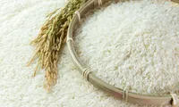 Large-scale rice fields effective