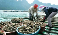 Sustainable aquatic farming promoted in Quang Ninh