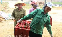 Thanh Hoá residents stung by high chilli prices