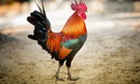 Stocks expected to rise in the year of the Rooster