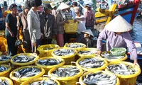 Fishermen start year with bumper catch