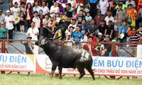 Man mauled to death by his buffalo during fest in northern Vietnam