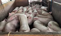 Nearly 4,000 pigs injected with sedative found in HCM City