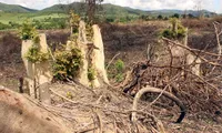 Natural forests under Flitch project being destroyed