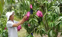 Farmers shift to more resilient crops in the Delta