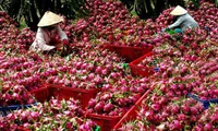 Long An aims to up dragon fruit exports