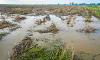 Early flooding damages Long An agriculture