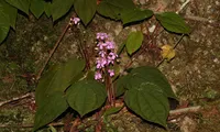 New plant species discovered in Vietnam