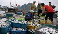 Compensation for fishermen