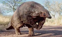 Products from endangered pangolins have no medical benefits