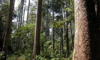 Effort to manage forest exploitation