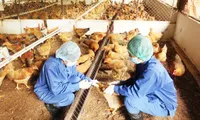 Measures to prevent bird flu outbreak