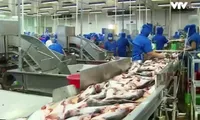 Ministry to invest in Tra fish Centre