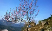Wild peach blossoms sought after