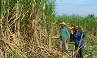 Improvements in competitiveness of sugarcane industry needed