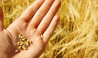 Re-exporting wheat with creeping thistle to be delayed