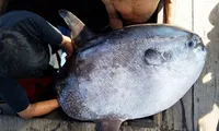 Strange fish caught in Hue