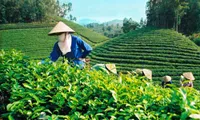 Efforts in maintaining tea export markets