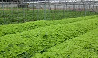 Enting land to grow vegetables