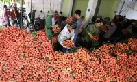 Developing the fruit industry in Bac Giang