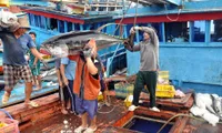 Vietnam to tighten aquatic resource exploitation diary regulation