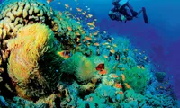 Study shows nearly 12,000 marine species in Vietnam