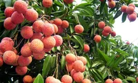 Labeled Thanh Ha lychees to boost sales