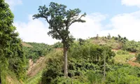 Vietnam introduces ancient Lim forest