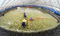 New large scale shrimp farm launches in Binh Dinh province