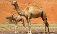 UAE company turns camel milk into baby formula