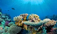 Coral reefs in Hon Do island require protection