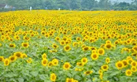 Wild sunflower festival kicks off in Gia Lai