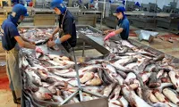 China becomes biggest buyer of Vietnamese tra fish