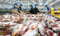 Tra fish exports surge to meet year-end demand