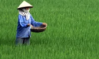 Vietnamese agriculture promotes sustainable development