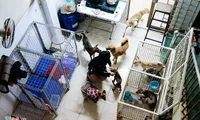 Vietnamese woman cares for over 100 stray cats, dogs