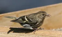 Scientists look to songbirds to solve human speech disorders