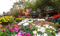 Hanoi to host Tet flower fairs