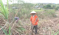 Sugar cane farmers face losses