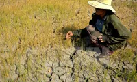 Quang Binh faces severe drought