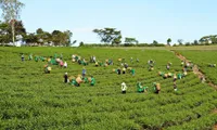 Lam Dong tea & silk to be promoted at Da Lat flower festival