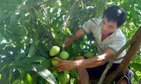 US allows import of VN mangos